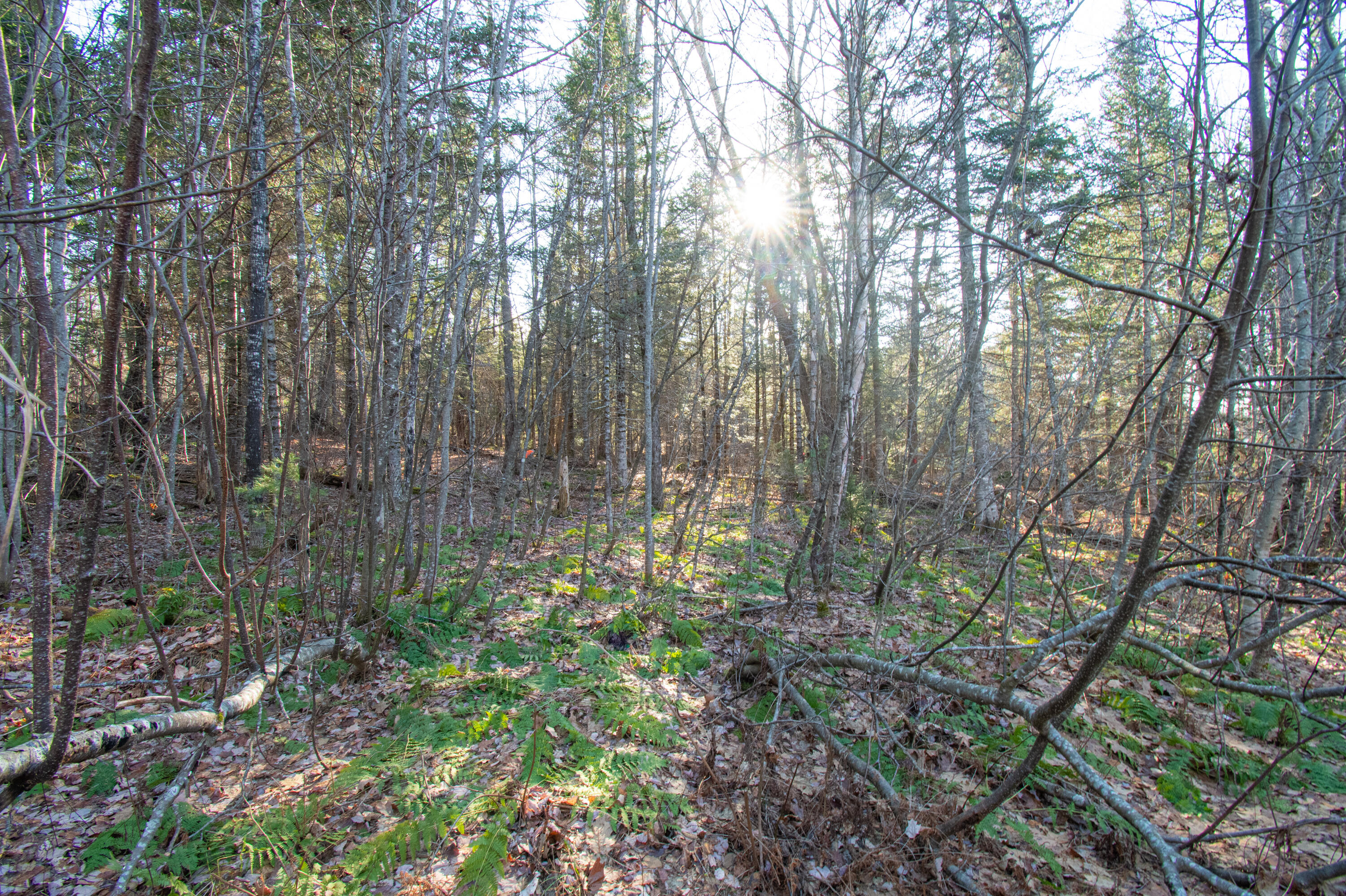 60 Rivers Edge Lane Howland, ME 04448 - Photo 25 of 39 Lot11RiversEdgeLn.Howland-16-2
