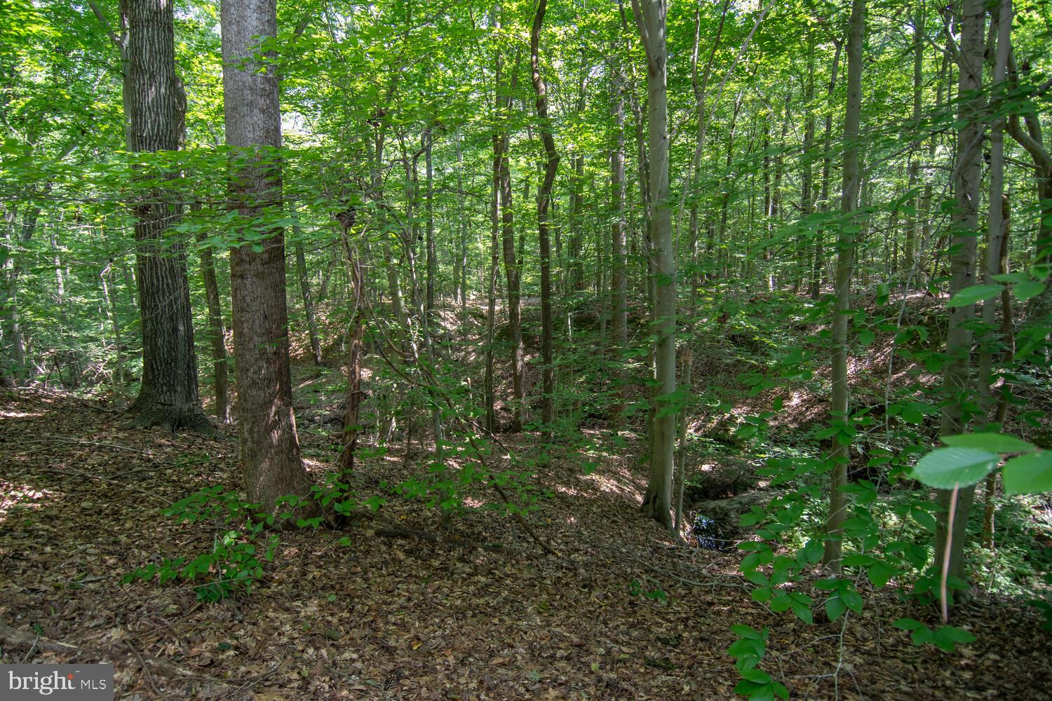 Boston Cliff Road Easton, MD 21601 - Photo 5 of 19 Gallery Image 5