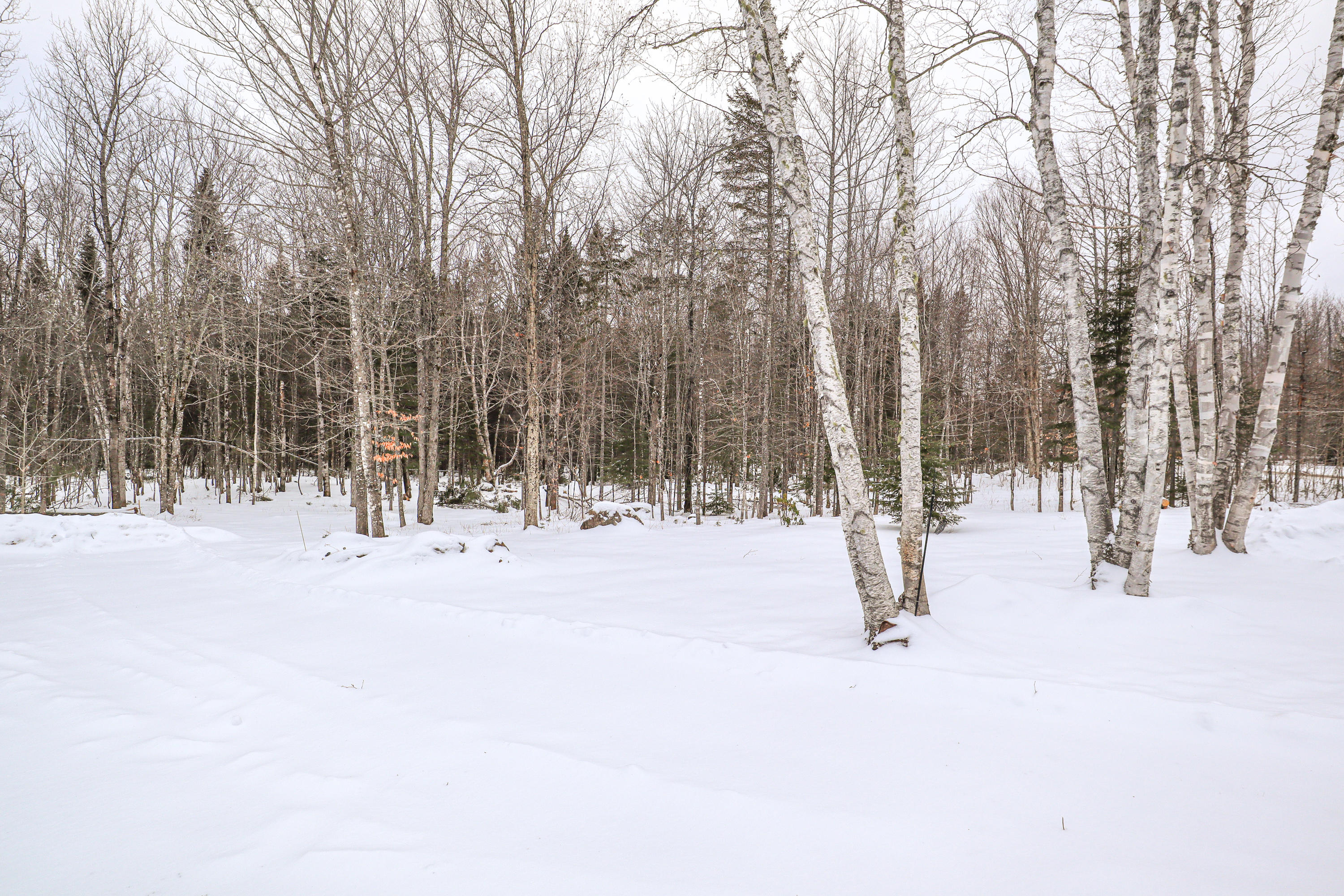 165 Townline Road Smyrna Mills, ME 04780 - Photo 46 of 64 Birch Trees