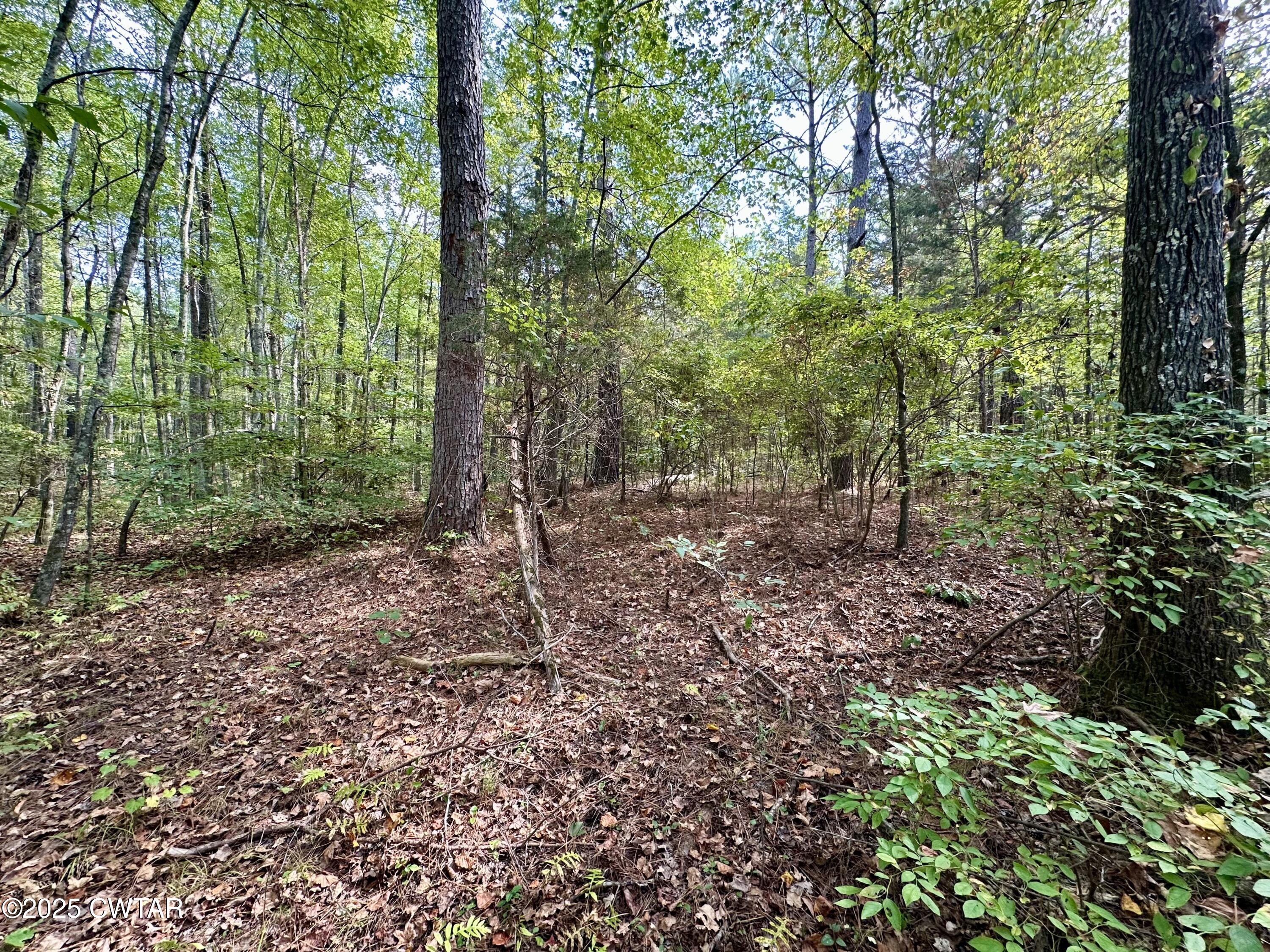1137 Arl Bailey Road Finger, TN 38334 - Photo 25 of 40 a view of a forest that has large trees
