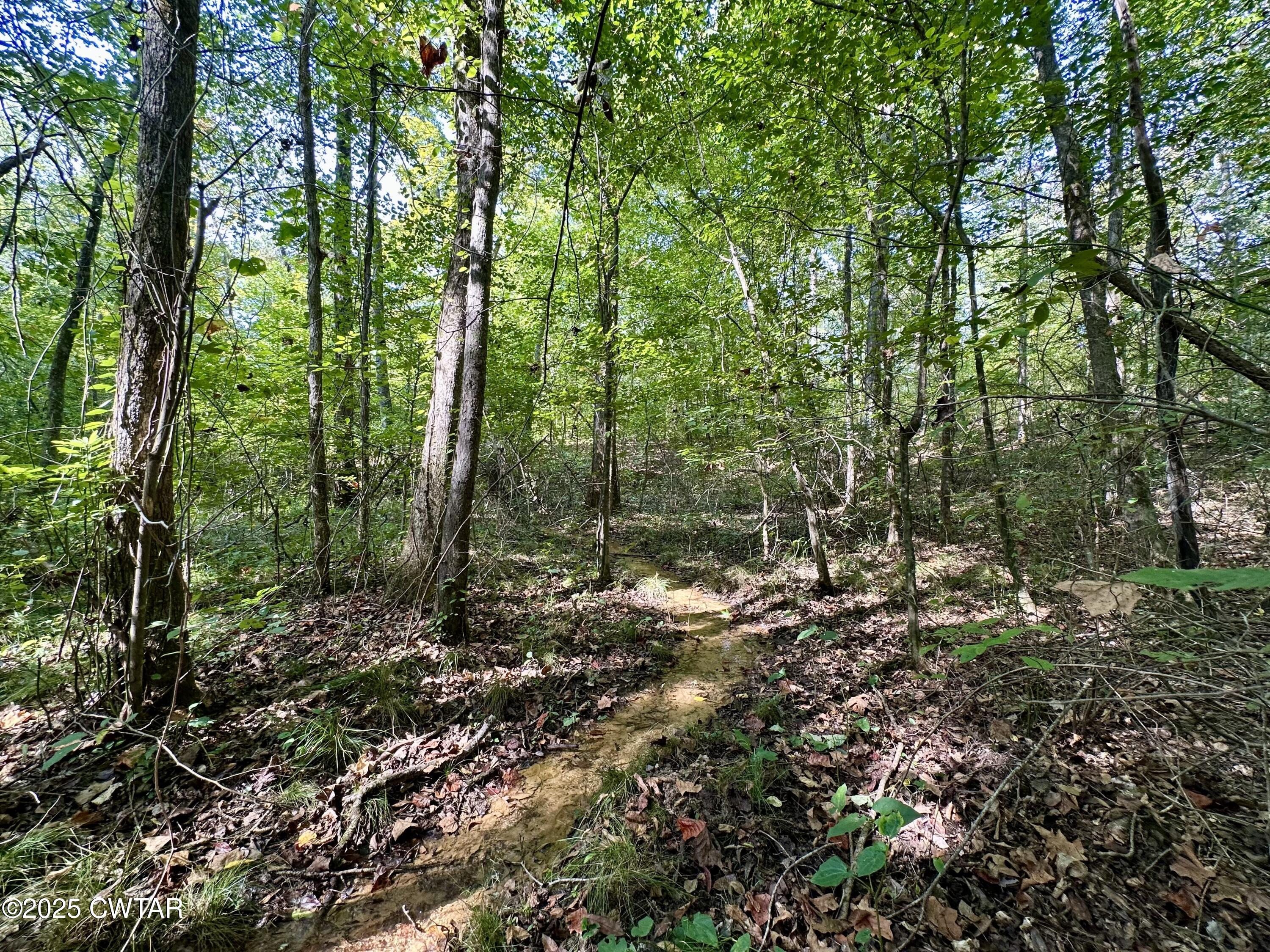 1137 Arl Bailey Road Finger, TN 38334 - Photo 29 of 40 a view of a forest with trees