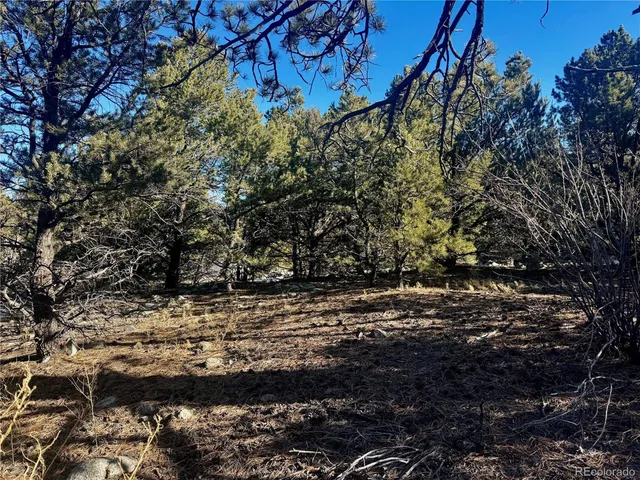 a view of a yard with a tree