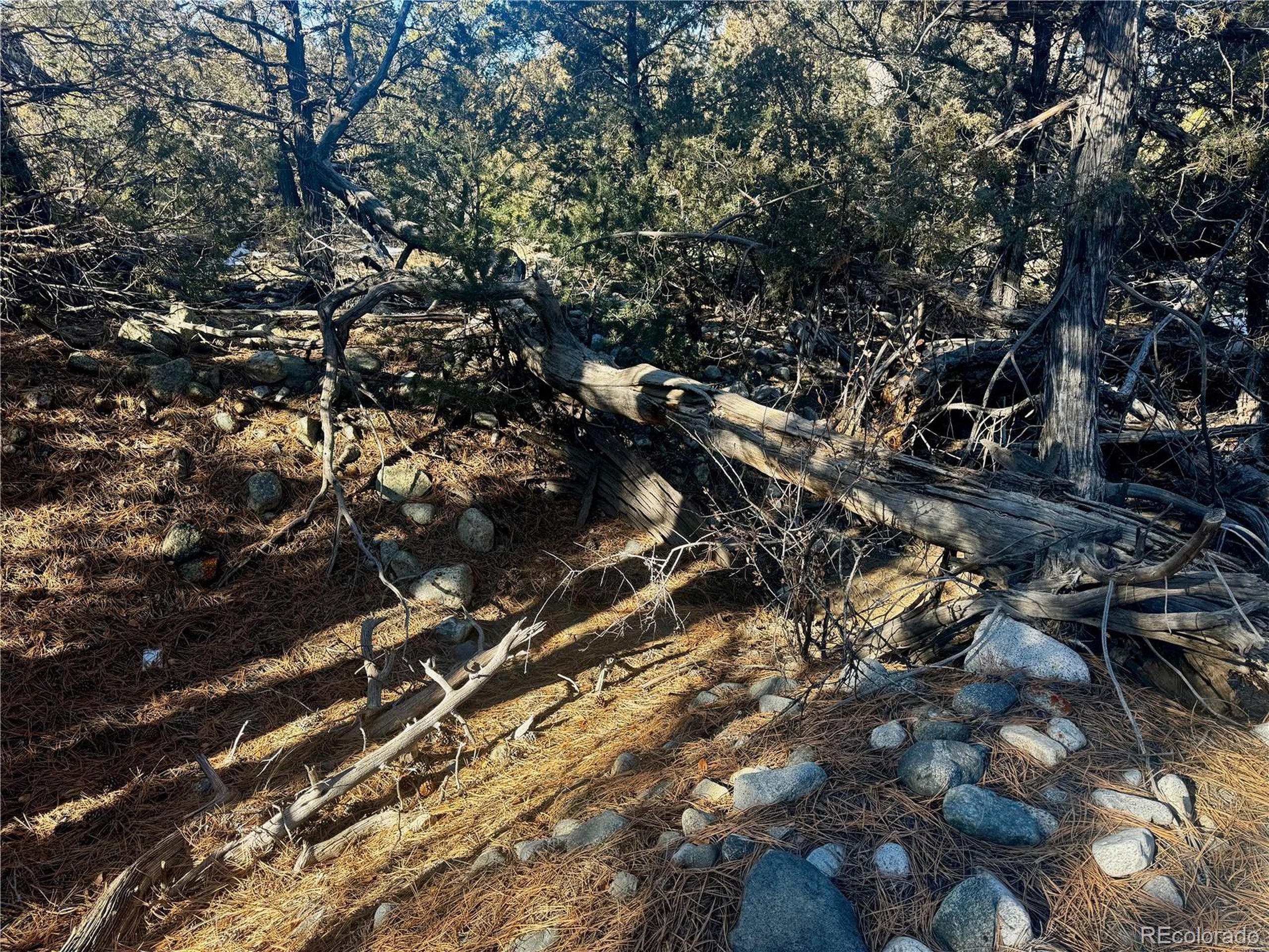 21 Moki Court Mosca, CO 81146 - Photo 16 of 20 a view of a tree