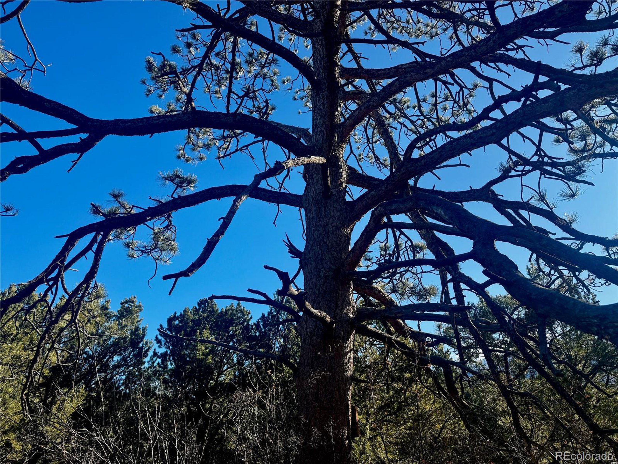 21 Moki Court Mosca, CO 81146 - Photo 9 of 20 a view of a backyard of the house