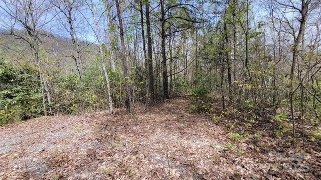 a view of a forest with trees