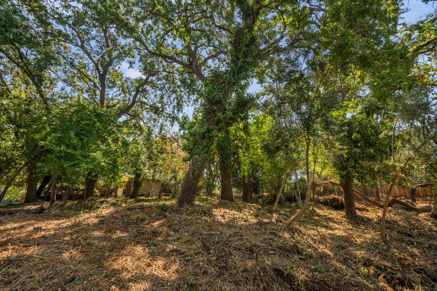761 Fleming Avenue San Jose, CA 95127 - Photo 14 of 19 a view of a forest with trees in the background