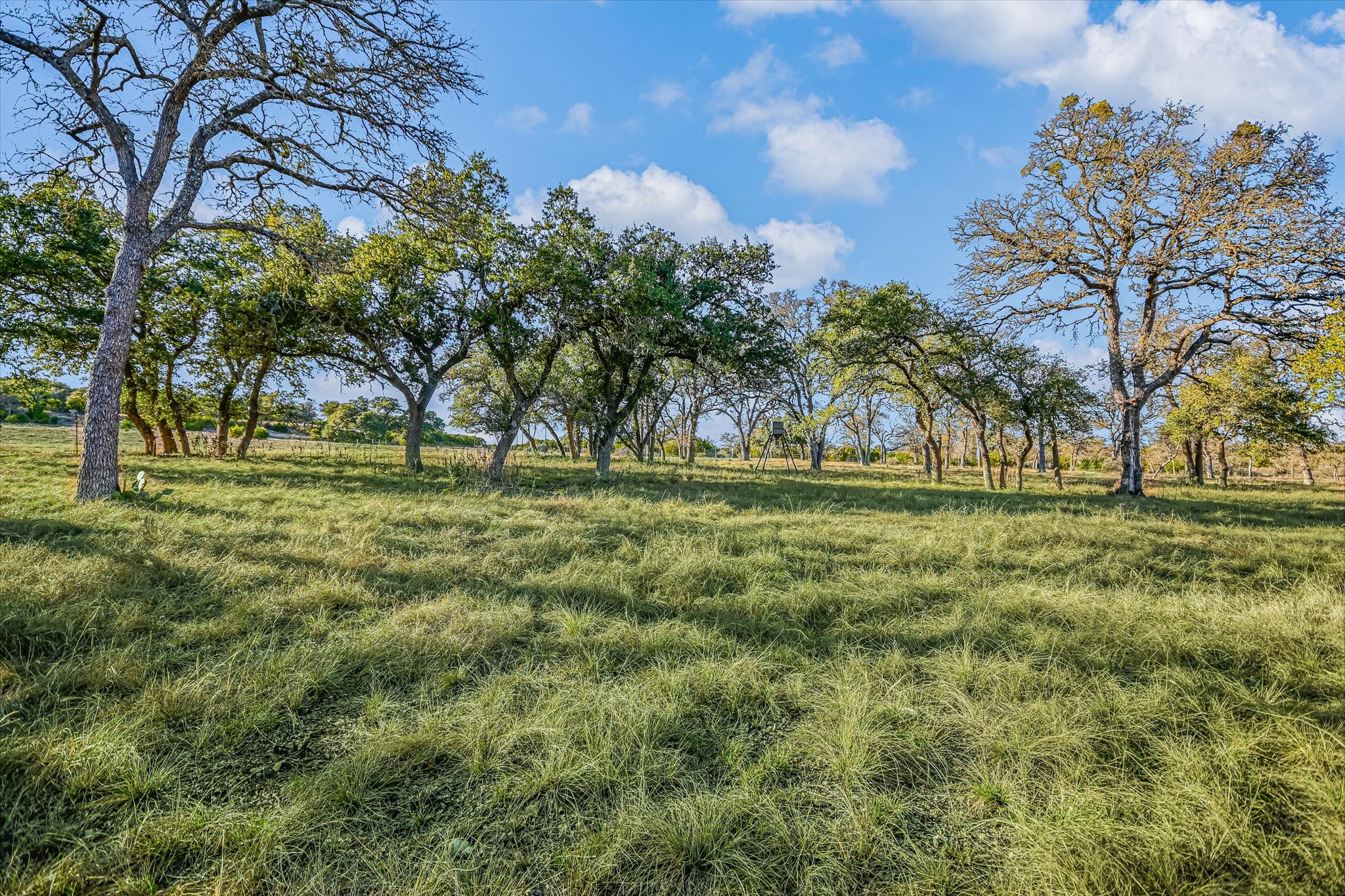 4698 Fischer Store Road Wimberley, TX 78676 - Photo 5 of 28 Mature trees dot this sprawling, grassy pasture under a clear blue sky.