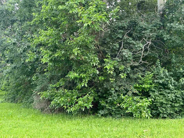 a view of a lush green forest