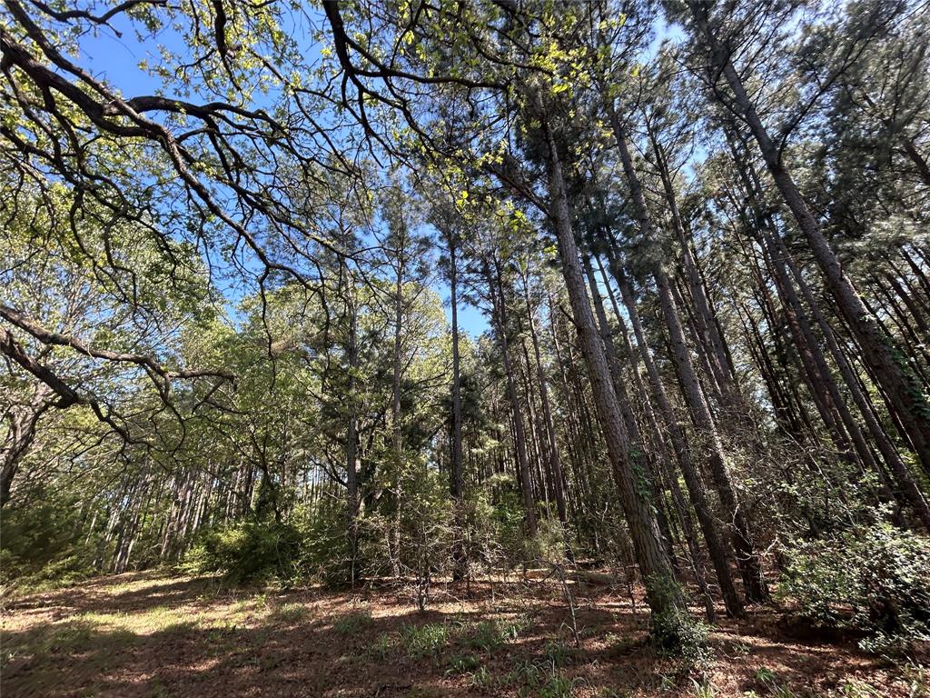 2303 An County Road Montalba, TX 75853 - Photo 2 of 4