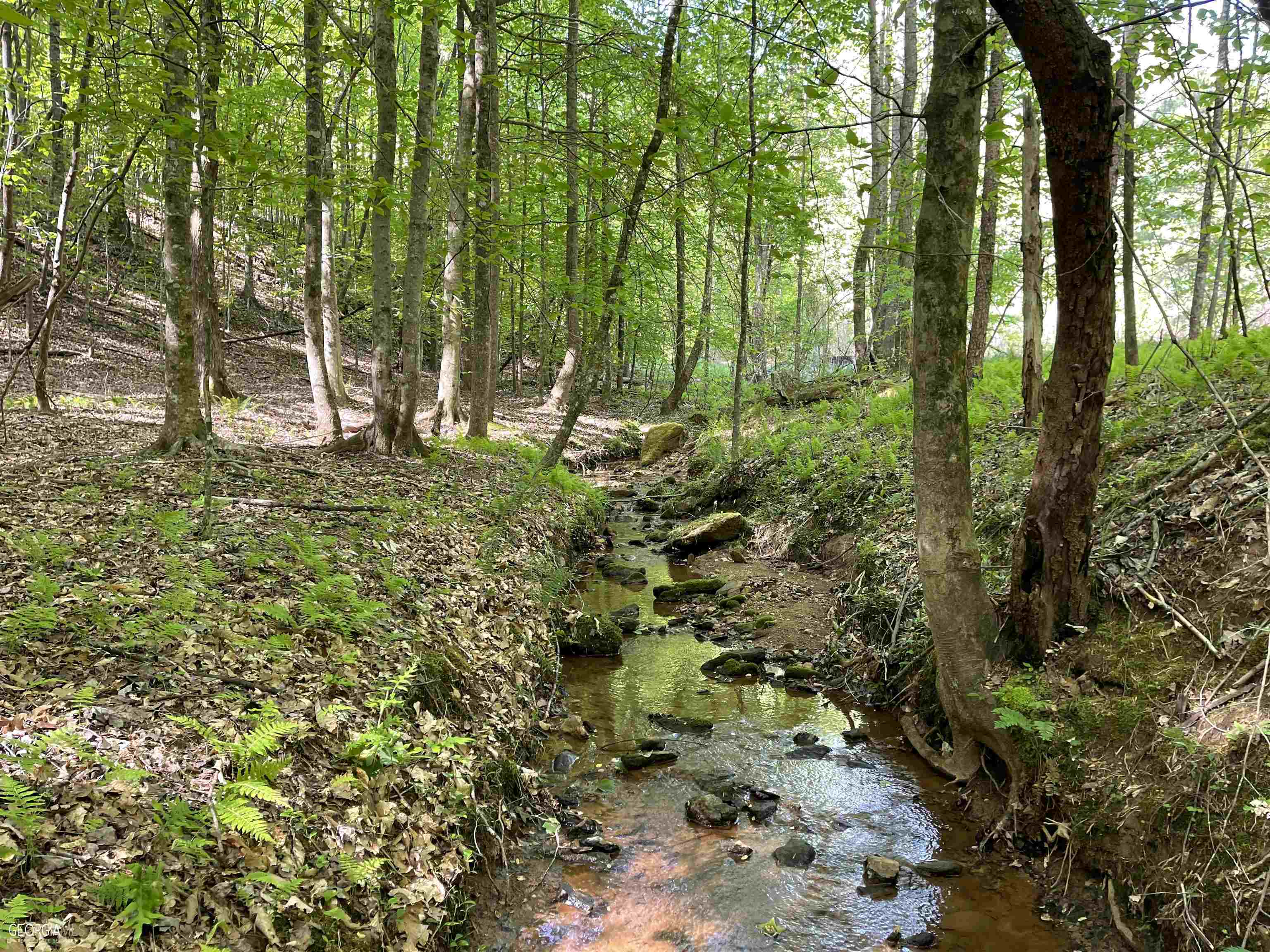 0 Belton Bridge Road Lula, GA 30554 - Photo 1 of 1 a view of a forest with trees