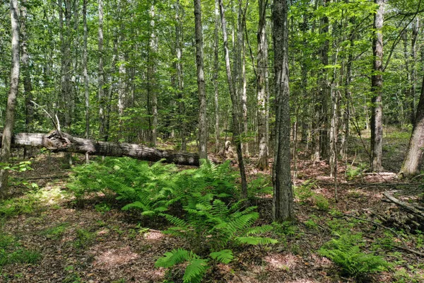 $39,900 | M5-l24 Goosepecker Ridge Road, Montville, ME 04941