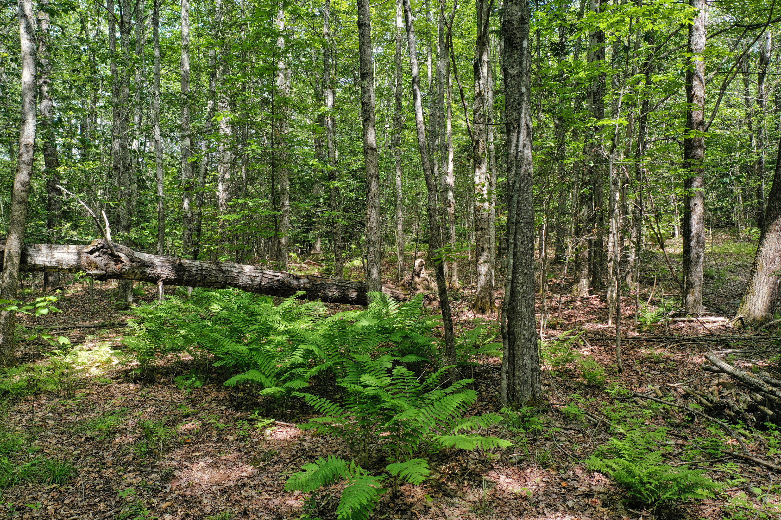 M5-l24 Goosepecker Ridge Road Montville, ME 04941 - Photo 4 of 11 DJI_0545