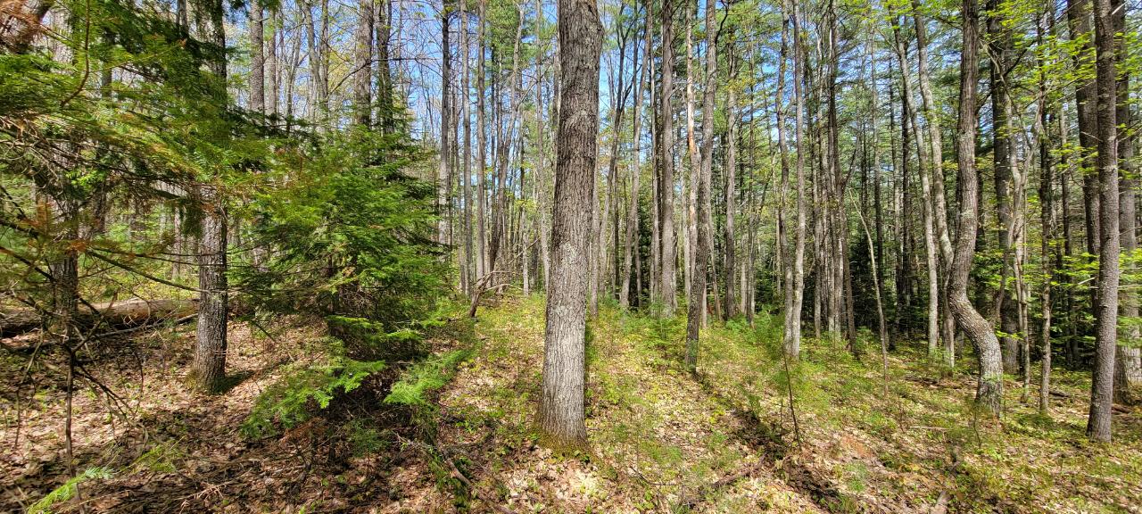 Off Witches Lake Road, Unit LOT 4 Woodruff, WI 54568 - Photo 10 of 39 Gallery Image 10