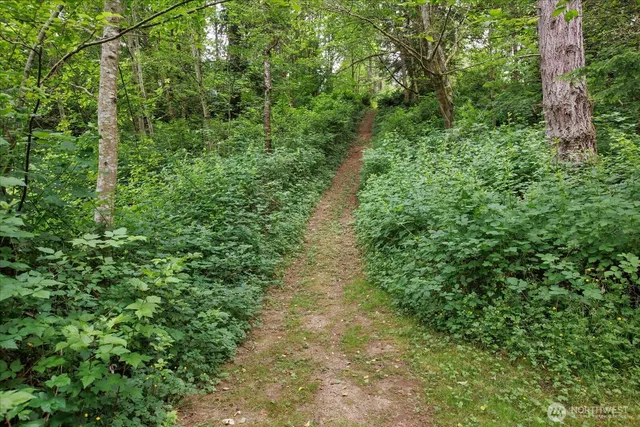 a view of a forest with lots of trees