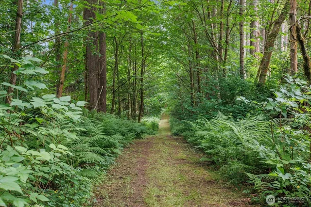 a view of a lush green forest
