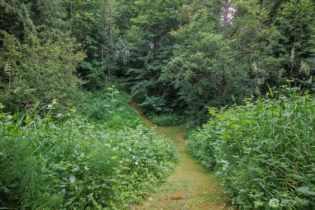 a view of a lush green forest with lawn chairs and plants