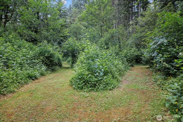 a view of a lush green forest with lots of trees