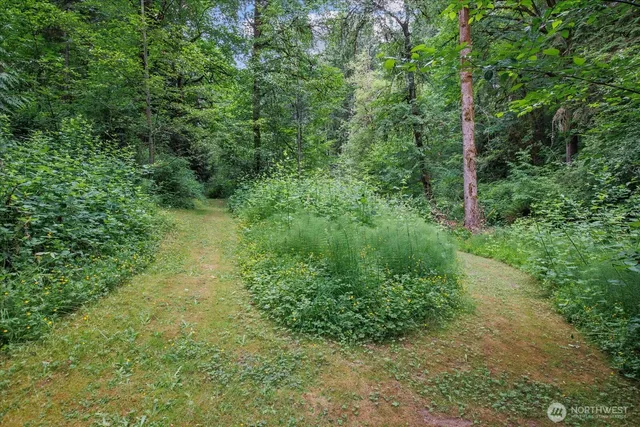 a view of a lush green forest