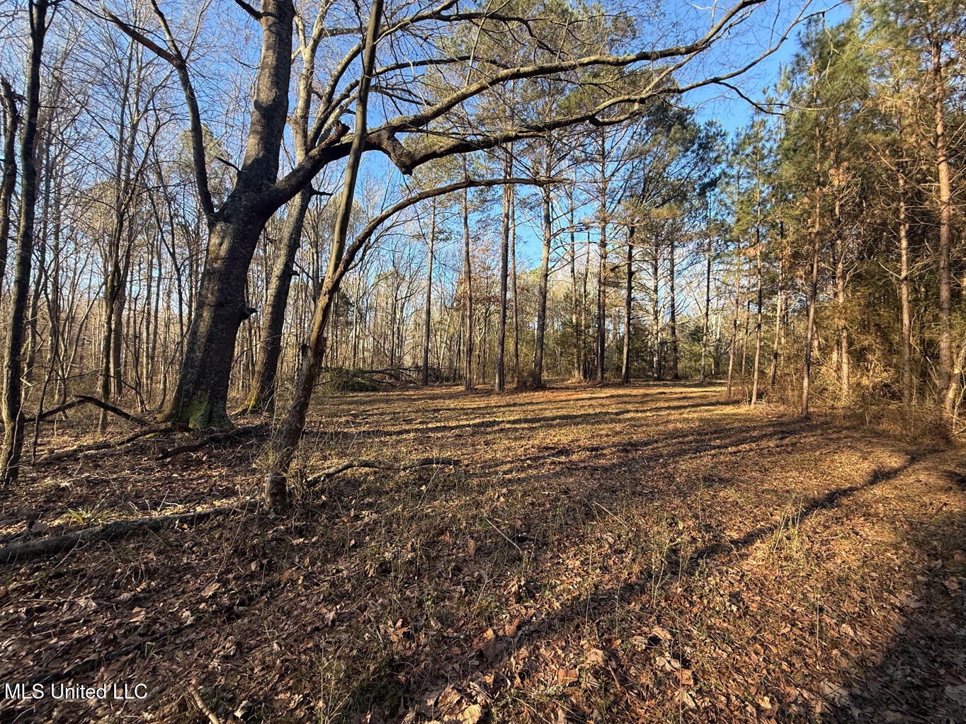 1145 Ludlow Road Lena, MS 39094 - Photo 12 of 76 Leake 250 resized-19