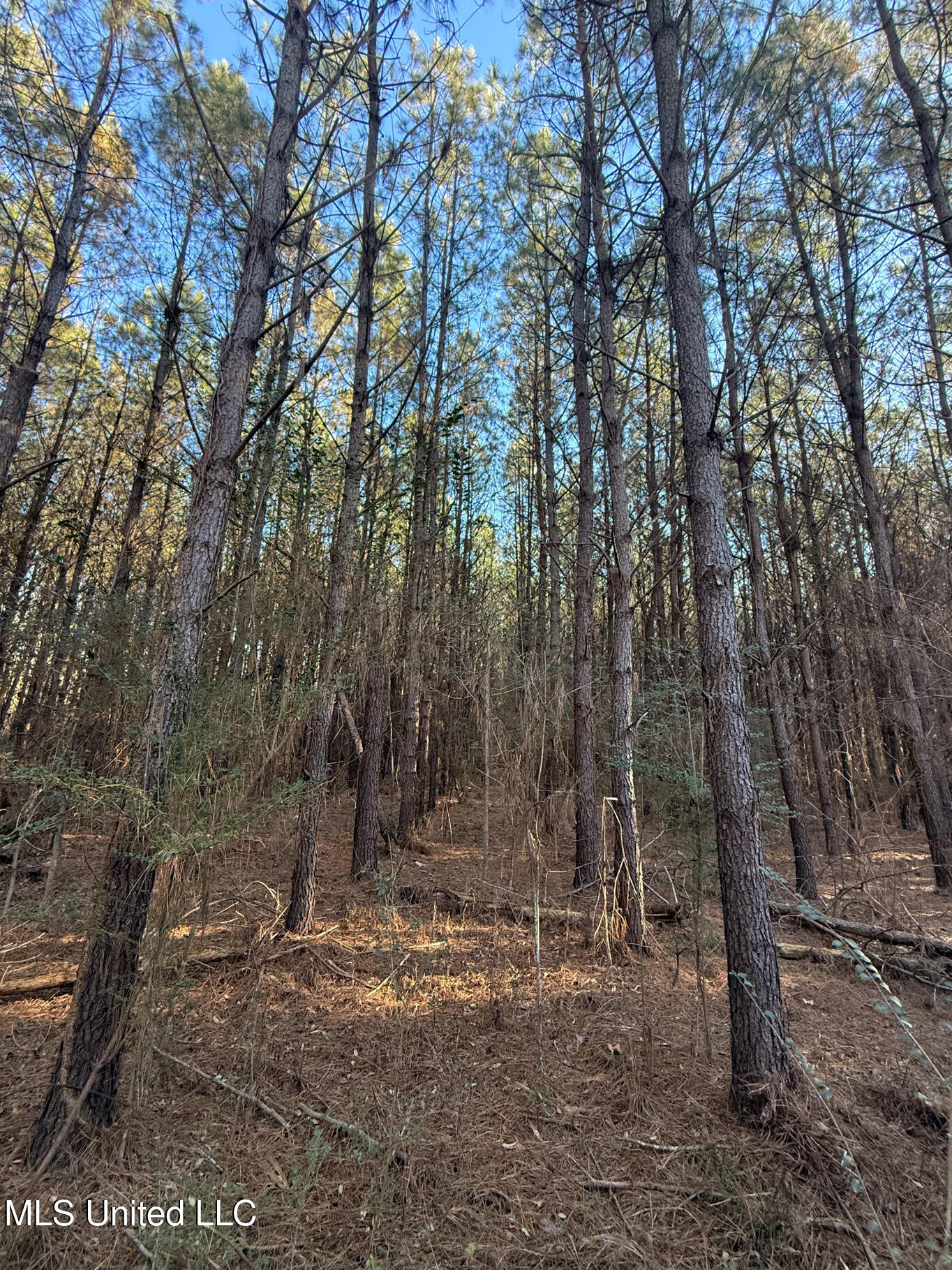 1145 Ludlow Road Lena, MS 39094 - Photo 16 of 76 Leake 250 resized-25