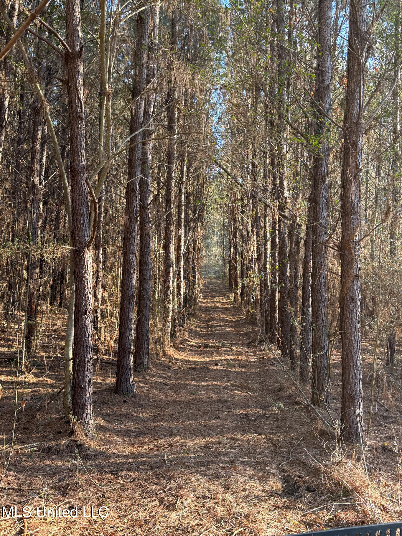 1145 Ludlow Road Lena, MS 39094 - Photo 17 of 76 Leake 250 resized-27