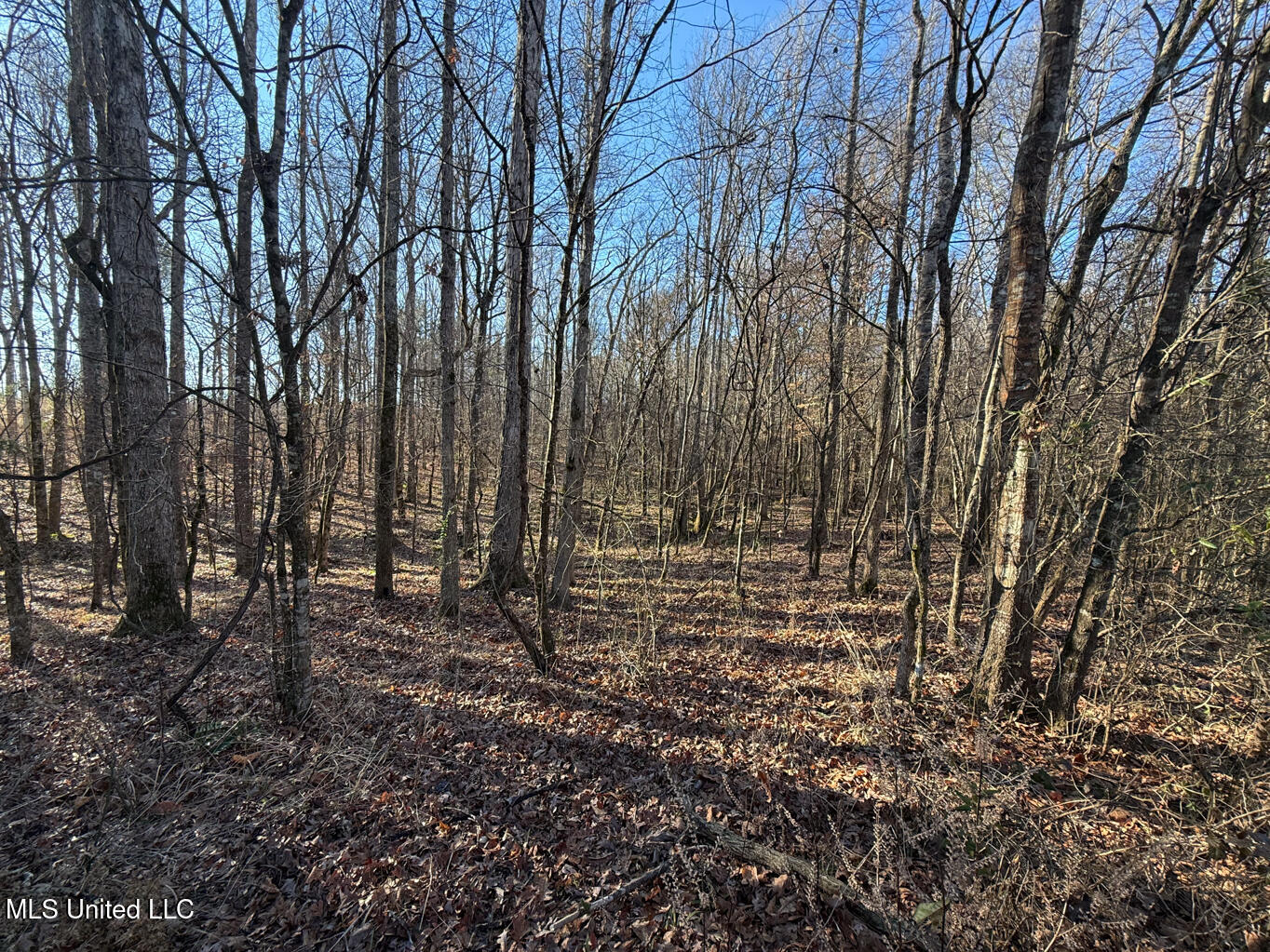 1145 Ludlow Road Lena, MS 39094 - Photo 21 of 76 Leake 250 resized-33