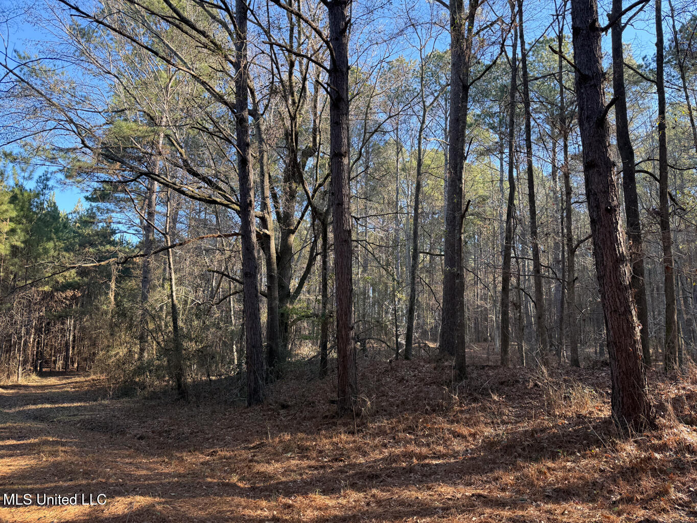 1145 Ludlow Road Lena, MS 39094 - Photo 34 of 76 Leake 250 resized-87