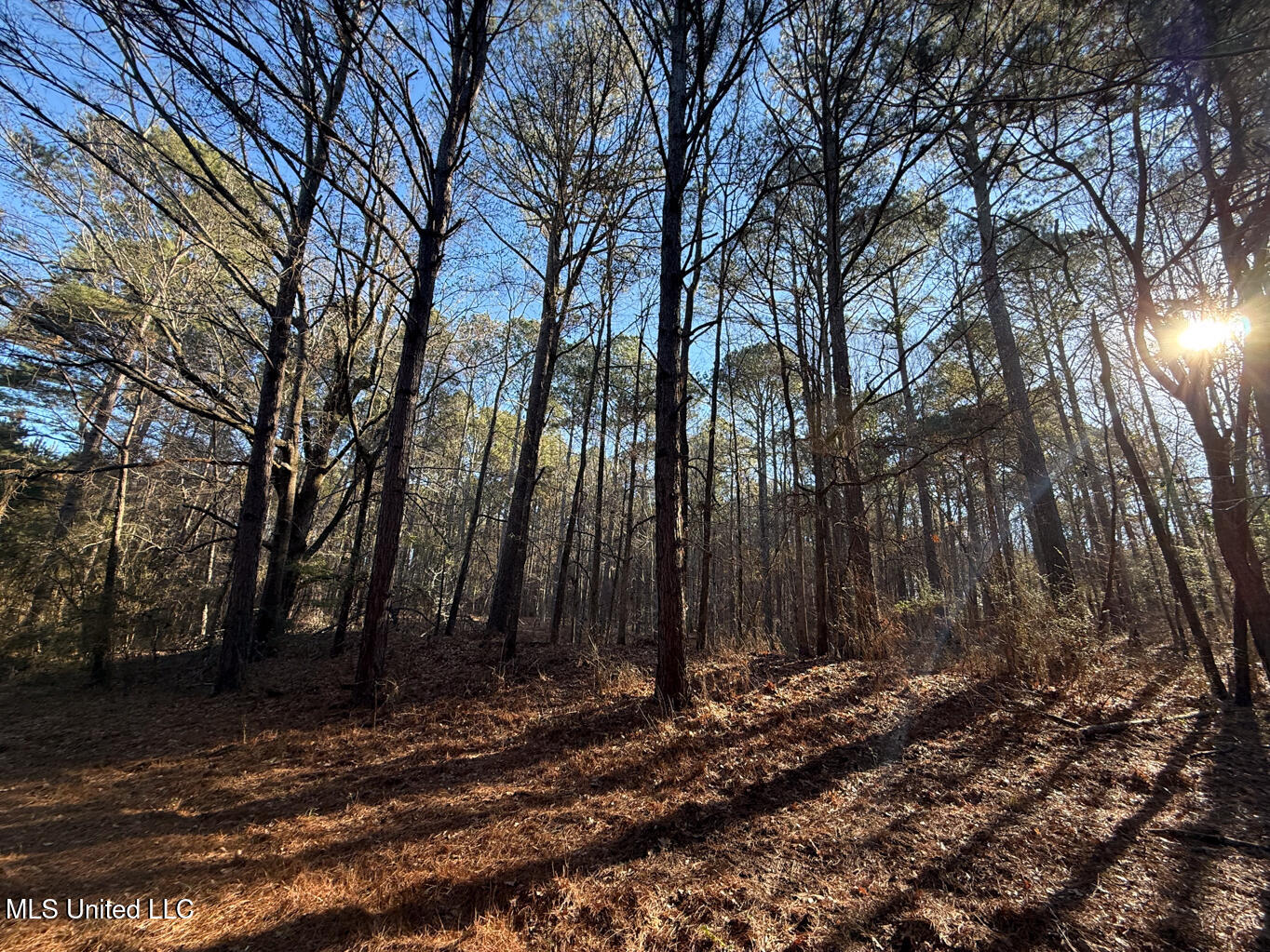 1145 Ludlow Road Lena, MS 39094 - Photo 35 of 76 Leake 250 resized-88