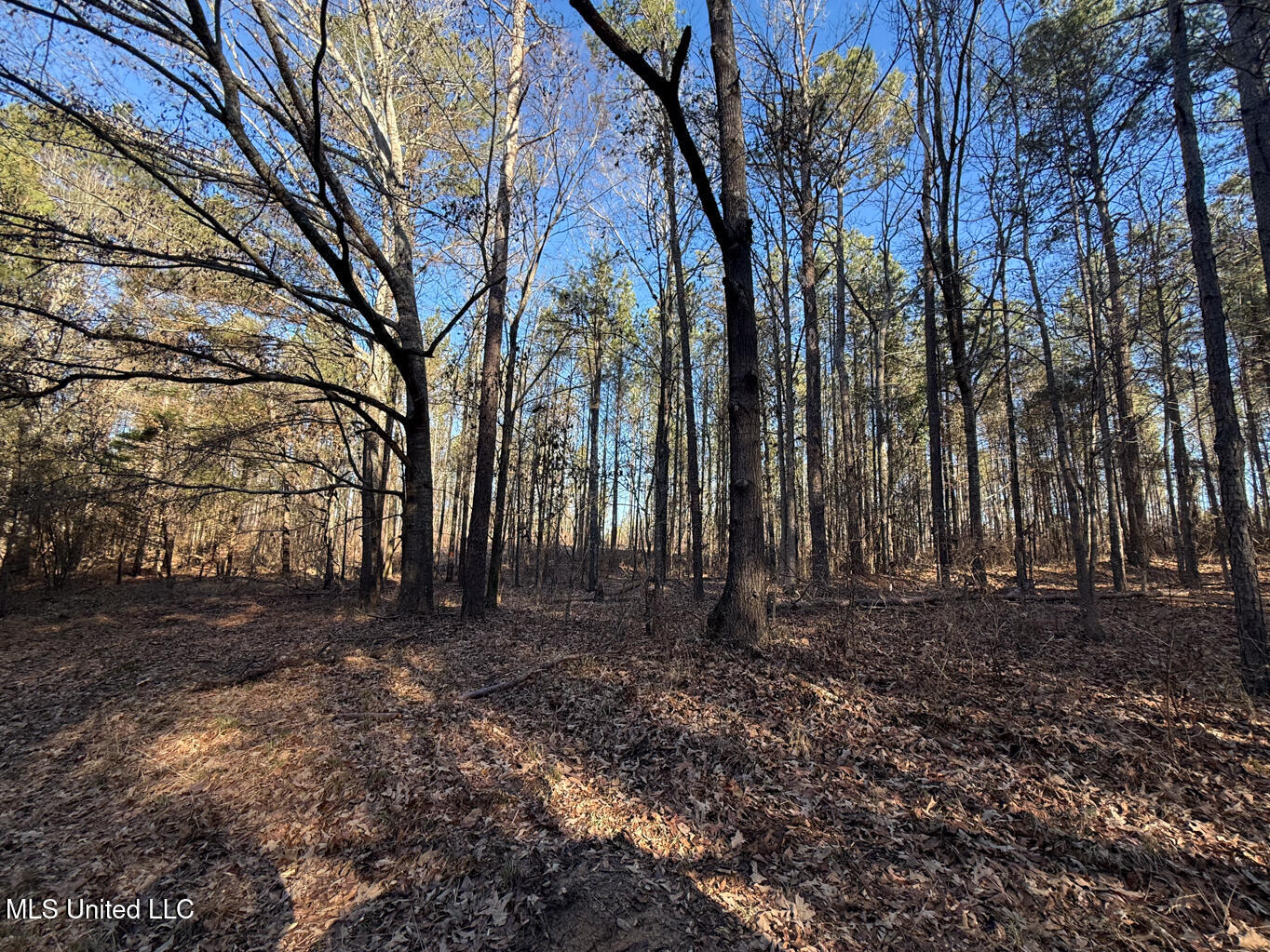 1145 Ludlow Road Lena, MS 39094 - Photo 37 of 76 Leake 250 resized-90