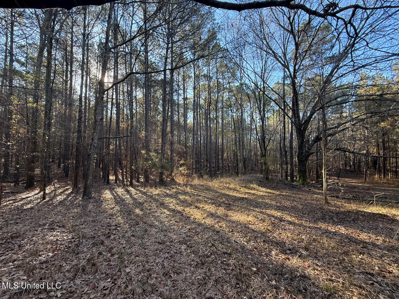 1145 Ludlow Road Lena, MS 39094 - Photo 38 of 76 Leake 250 resized-92