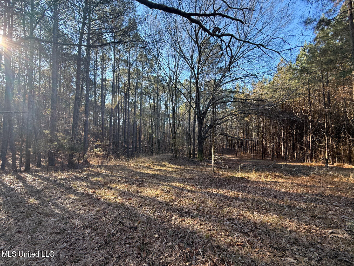 1145 Ludlow Road Lena, MS 39094 - Photo 39 of 76 Leake 250 resized-93