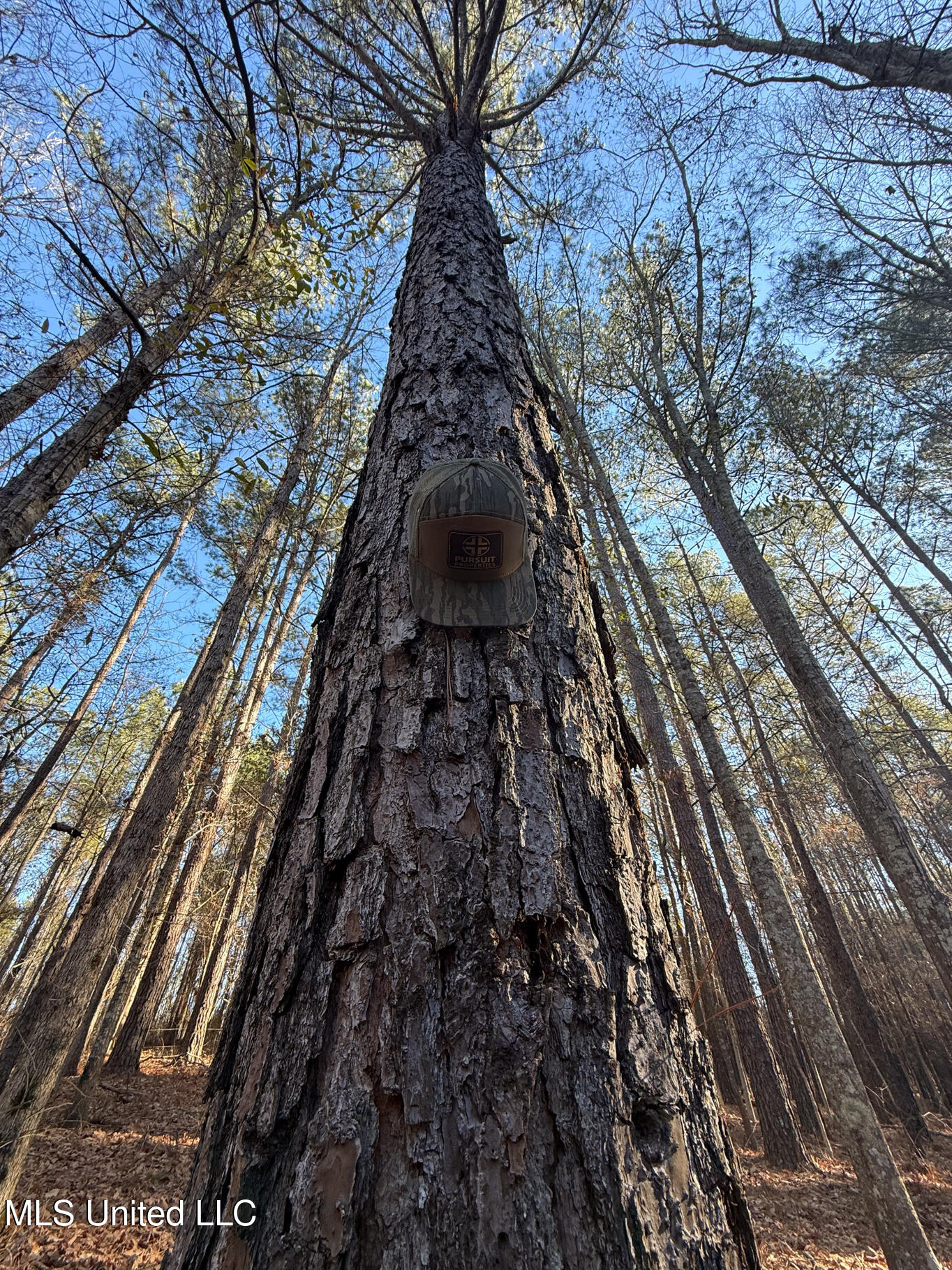 1145 Ludlow Road Lena, MS 39094 - Photo 40 of 76 Leake 250 resized-94