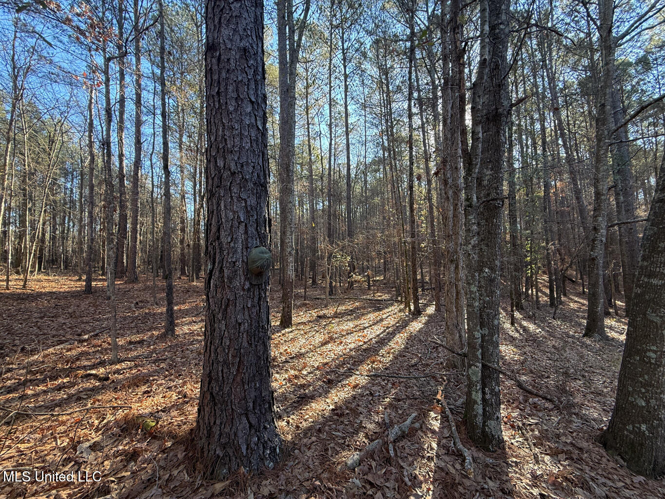 1145 Ludlow Road Lena, MS 39094 - Photo 41 of 76 Leake 250 resized-95