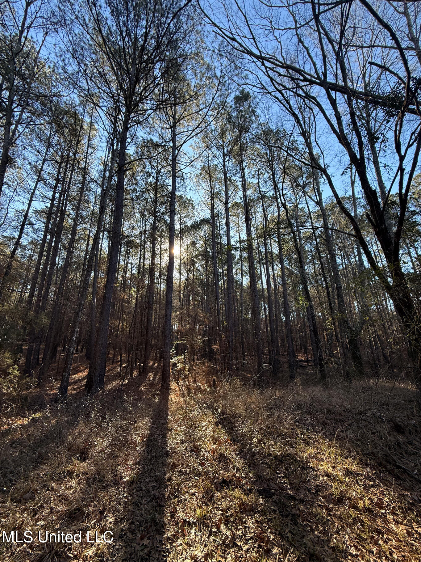 1145 Ludlow Road Lena, MS 39094 - Photo 42 of 76 Leake 250 resized-97