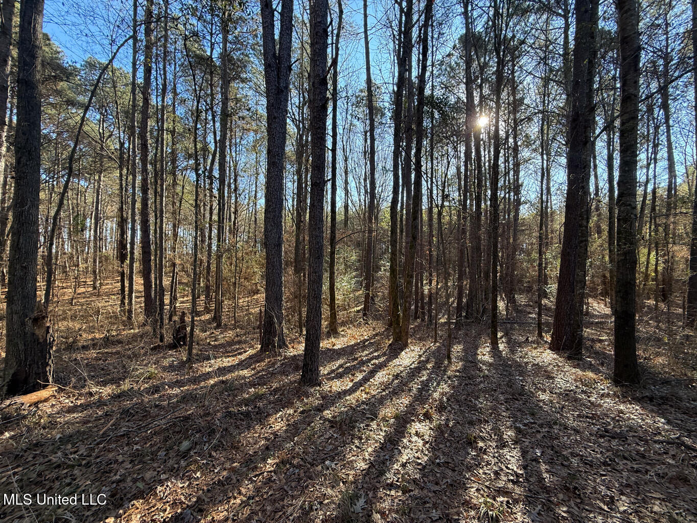 1145 Ludlow Road Lena, MS 39094 - Photo 47 of 76 Leake 250 resized-105