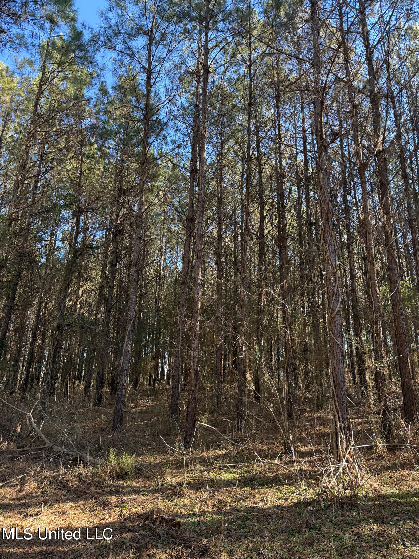 1145 Ludlow Road Lena, MS 39094 - Photo 48 of 76 Leake 250 resized-108