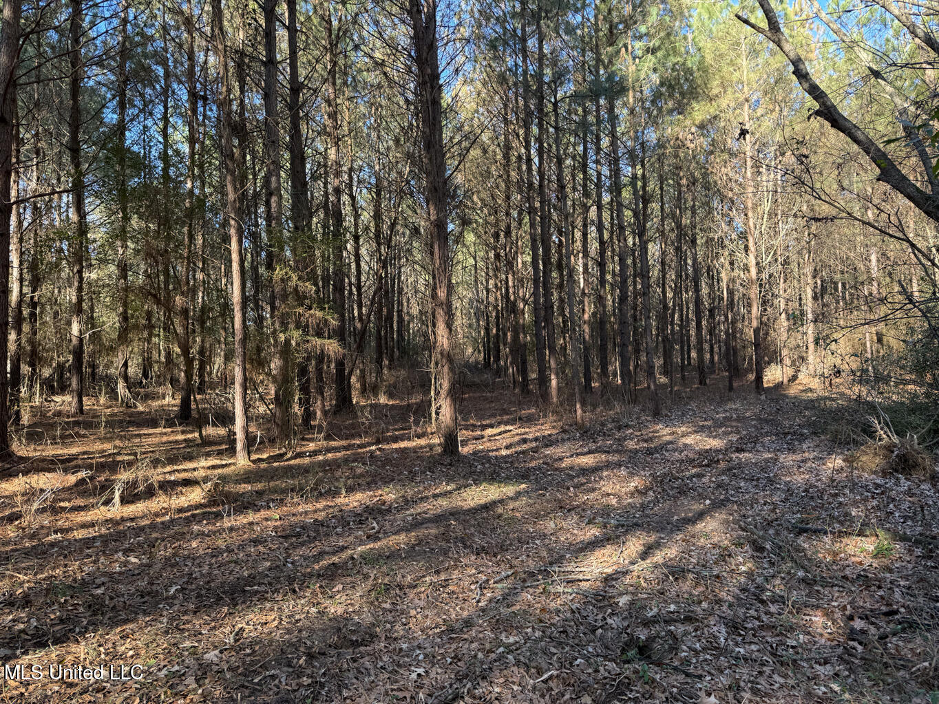 1145 Ludlow Road Lena, MS 39094 - Photo 49 of 76 Leake 250 resized-109