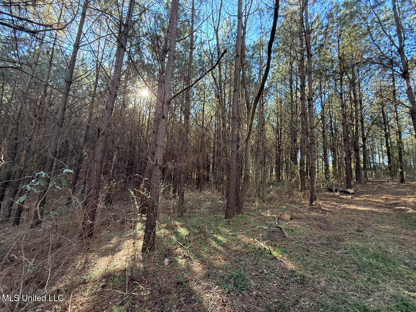 1145 Ludlow Road Lena, MS 39094 - Photo 51 of 76 Leake 250 resized-112