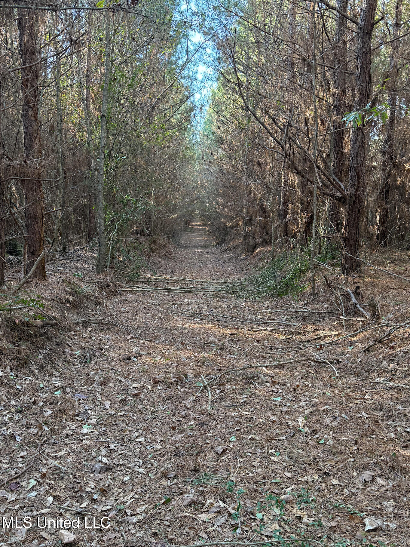 1145 Ludlow Road Lena, MS 39094 - Photo 56 of 76 Leake 250 resized-51