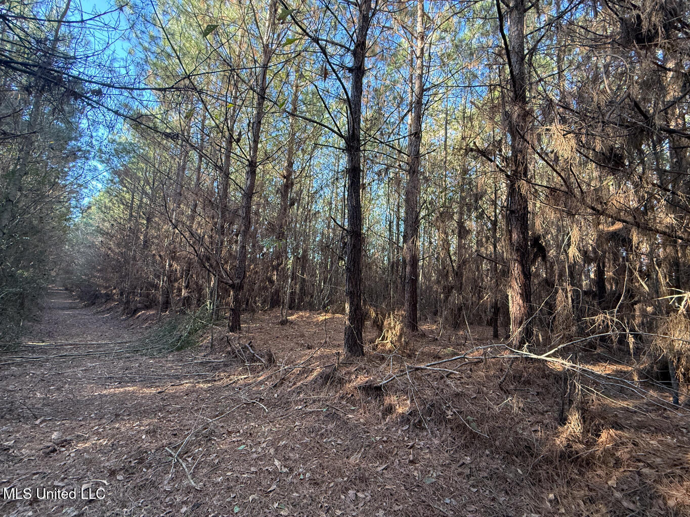 1145 Ludlow Road Lena, MS 39094 - Photo 57 of 76 Leake 250 resized-52