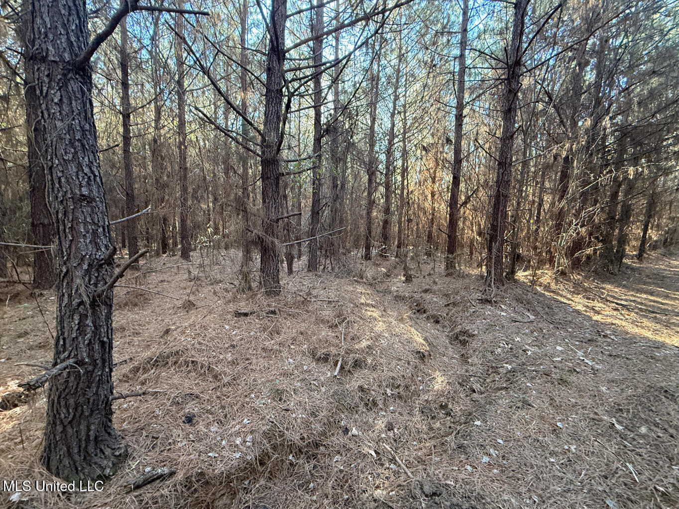 1145 Ludlow Road Lena, MS 39094 - Photo 58 of 76 Leake 250 resized-54