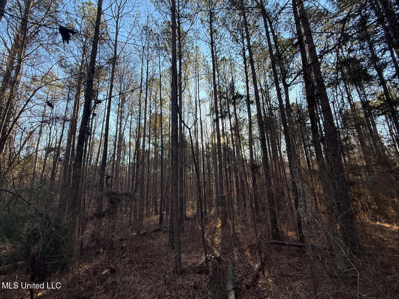 1145 Ludlow Road Lena, MS 39094 - Photo 6 of 76 Leake 250 resized-10