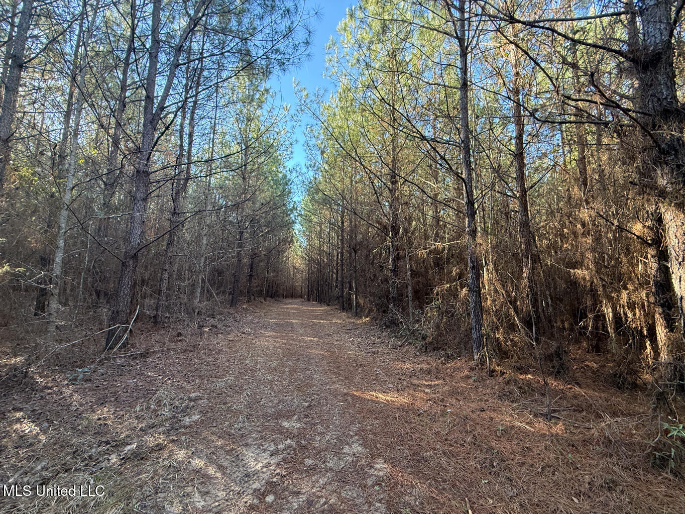 1145 Ludlow Road Lena, MS 39094 - Photo 64 of 76 Leake 250 resized-64