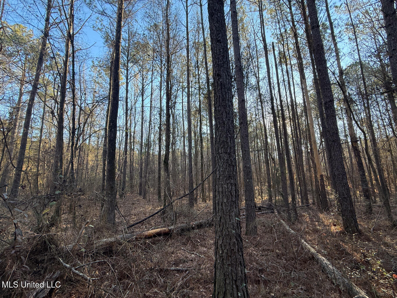 1145 Ludlow Road Lena, MS 39094 - Photo 7 of 76 Leake 250 resized-11