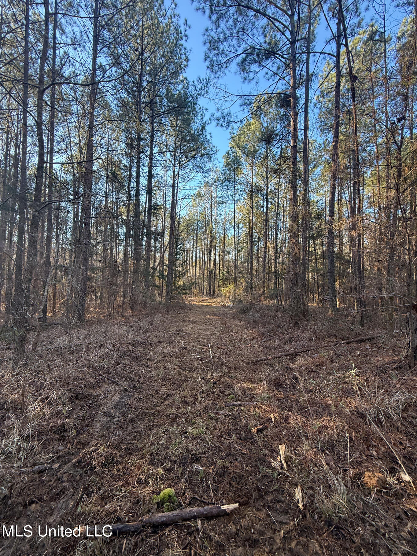 1145 Ludlow Road Lena, MS 39094 - Photo 8 of 76 Leake 250 resized-13