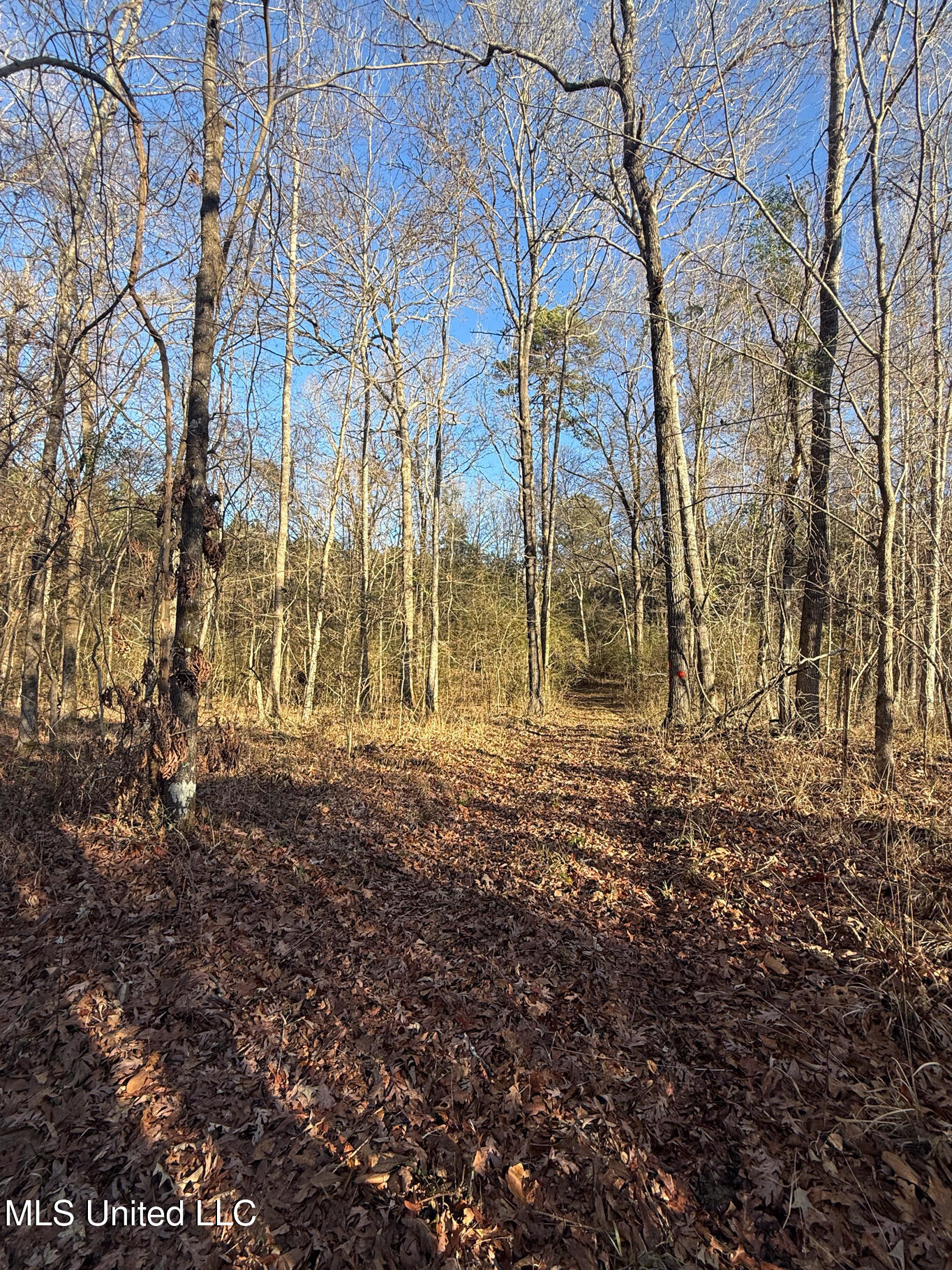 1145 Ludlow Road Lena, MS 39094 - Photo 10 of 76 Leake 250 resized-16