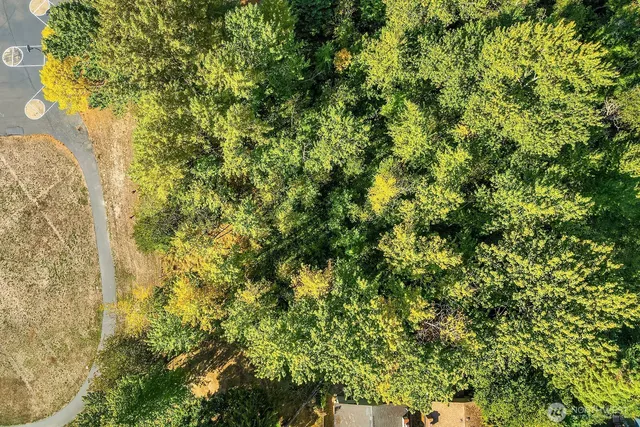 a view of a tree with a plant