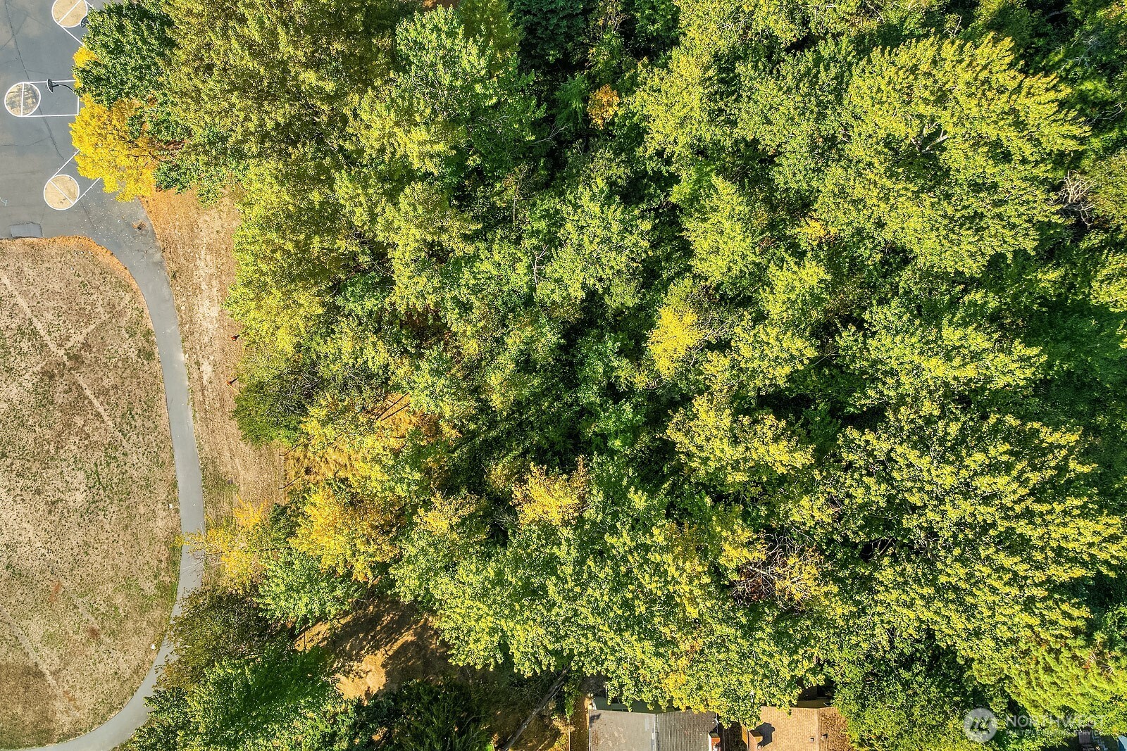 0 18th Avenue Southwest Seattle, WA 98106 - Photo 2 of 9 a view of a tree with a plant