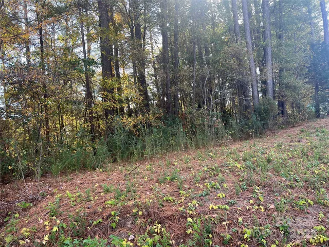 a view of a forest with trees