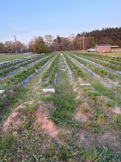 7900 Highway 81 Starr, SC 29684 - Photo 22 of 24